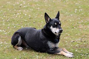 Pets of the Furred Age Update 2