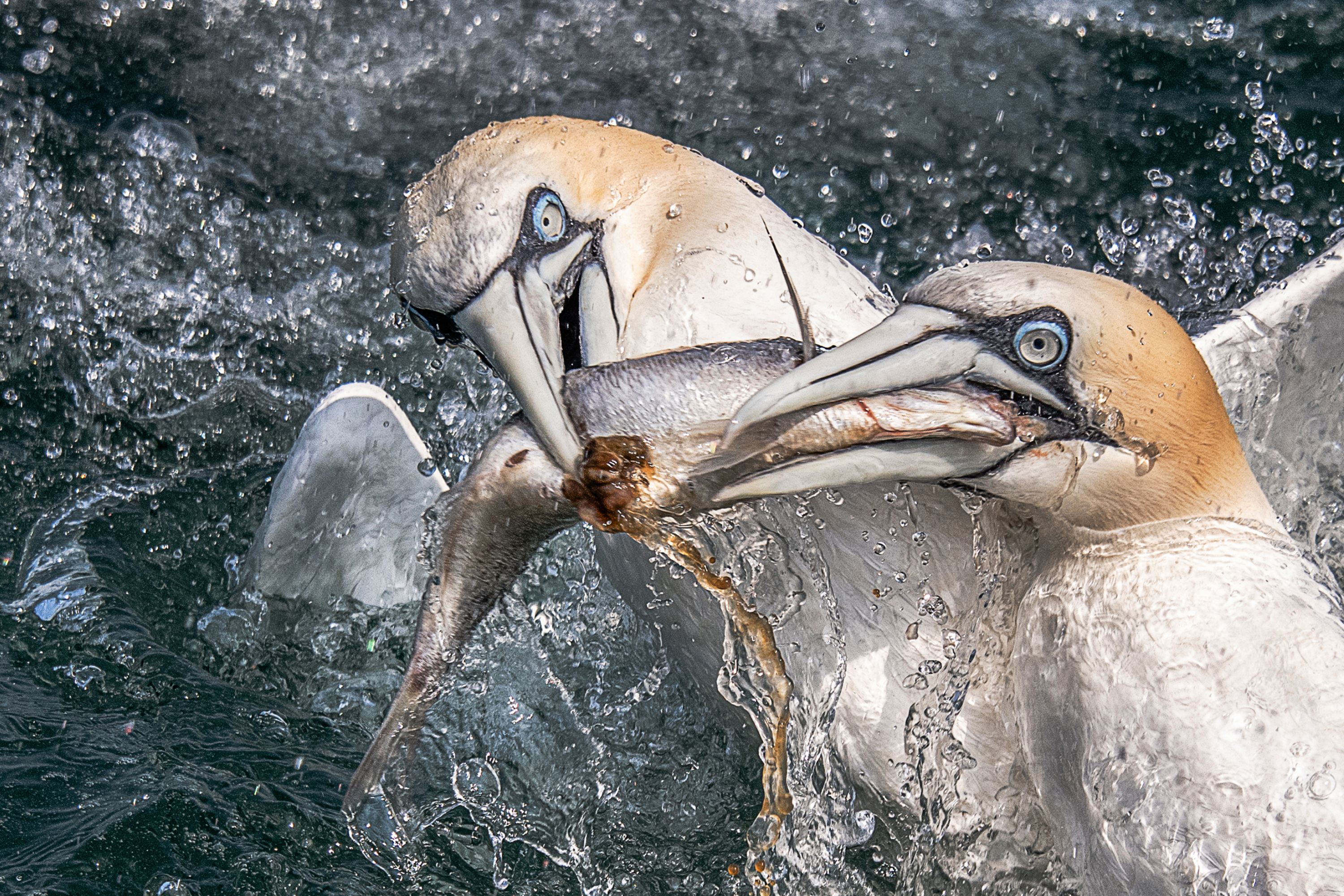 Two birds fighting over fish with water spraying all around them