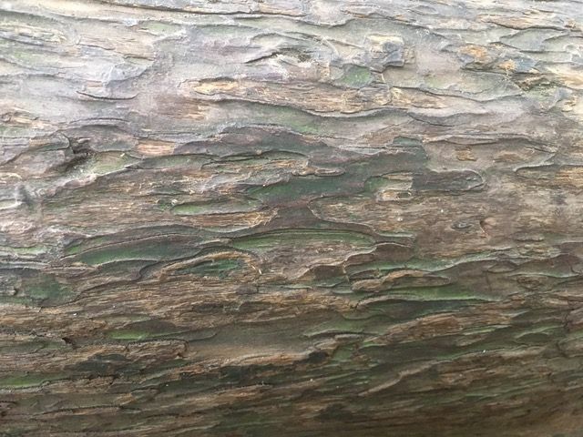 intricately patterned brown bark 