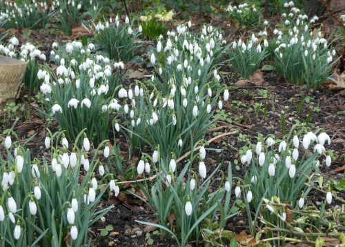 white snowdrops 