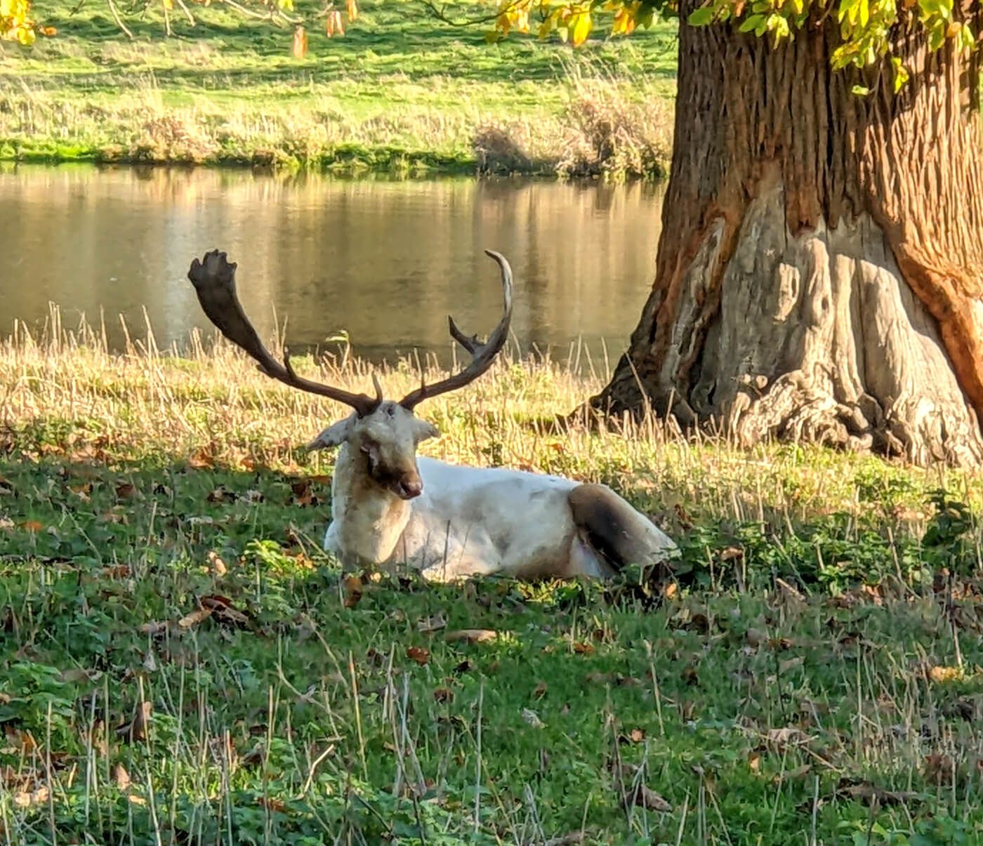 A deer with big antlers on grass with lake and tree in background. 