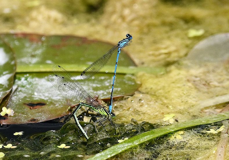 two dragonflies with long thin bodies on green leaves on a pond