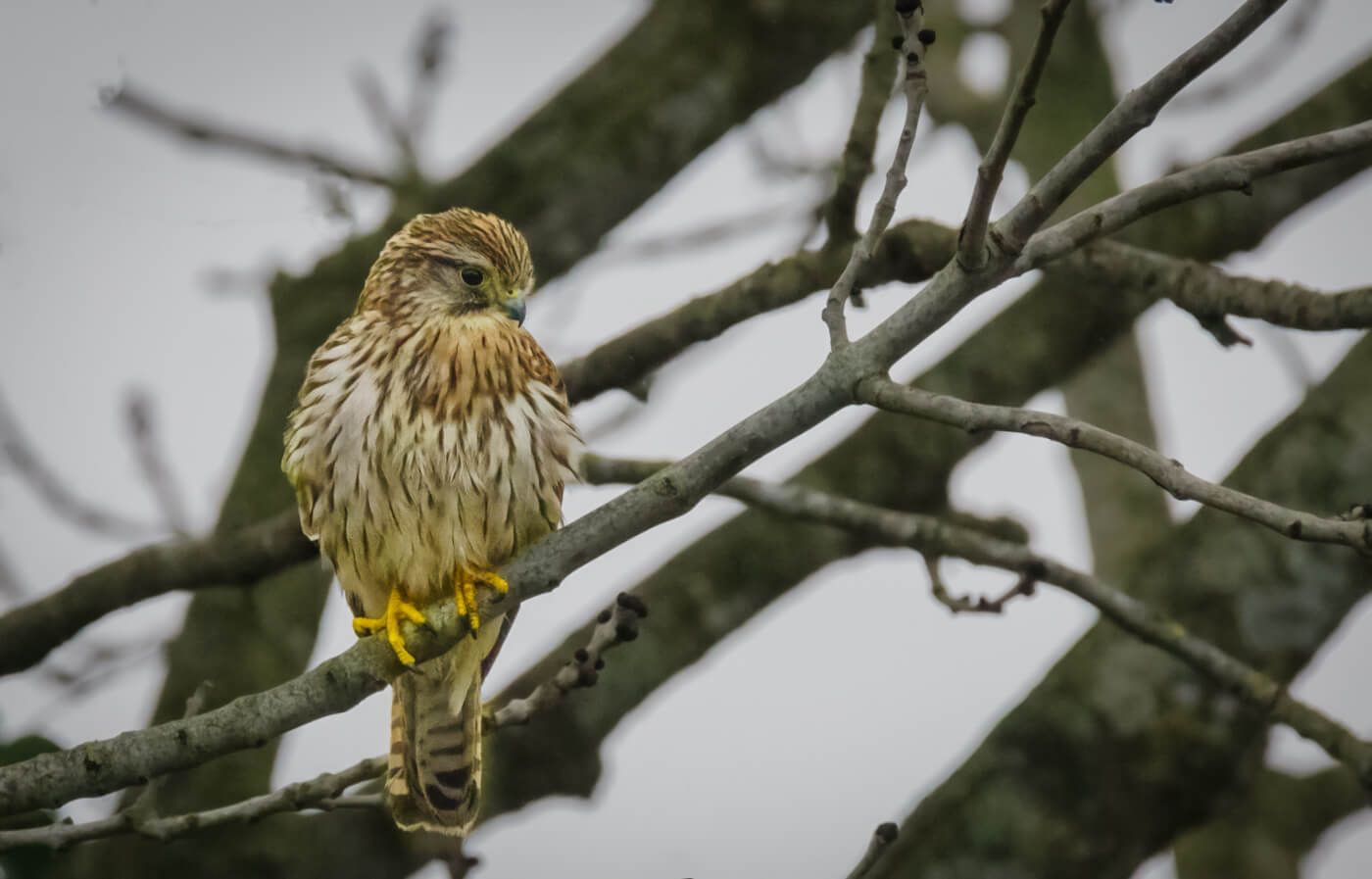 a brown and white bird with yellow talons on a thin tree branch