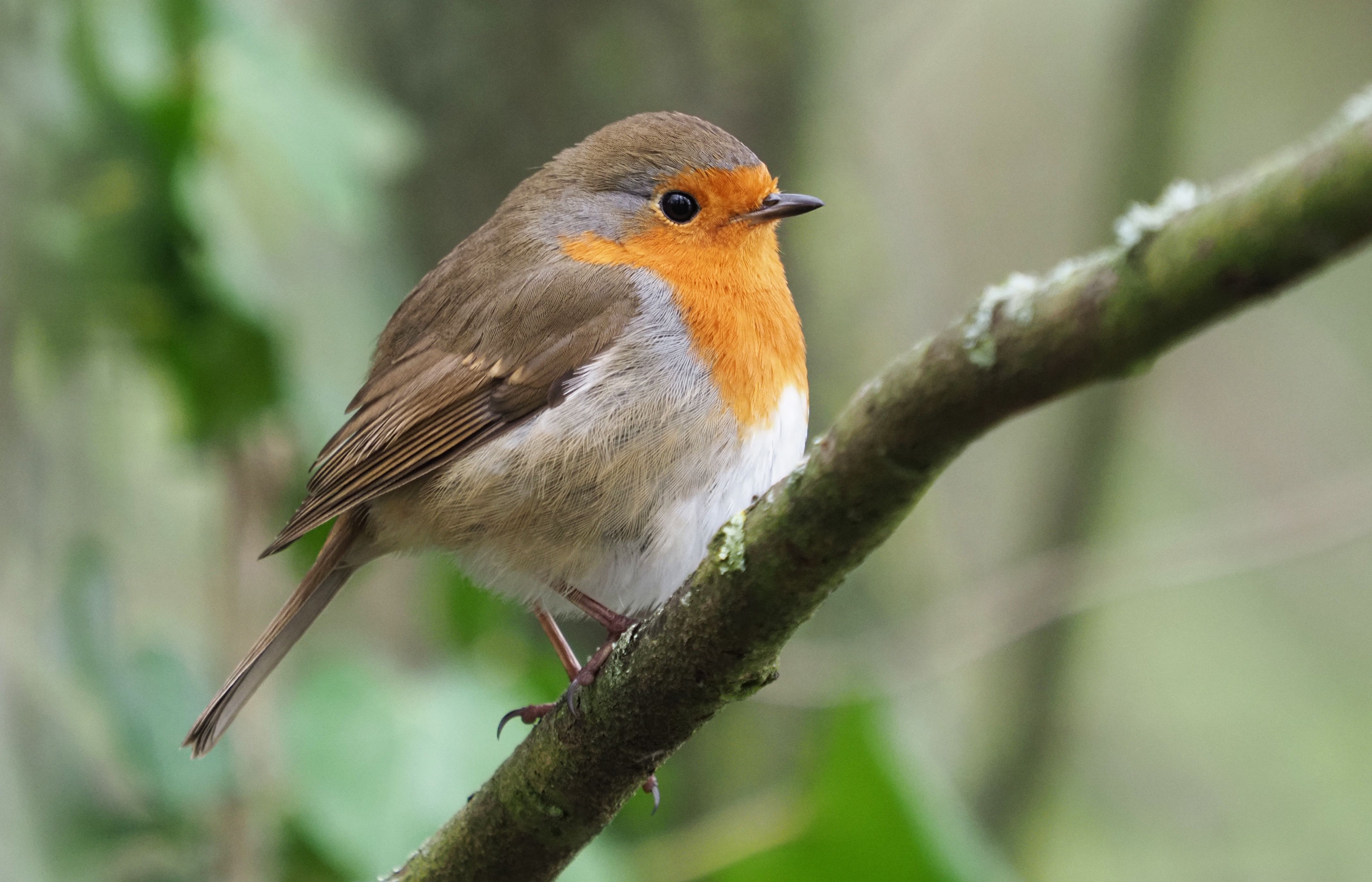 a small brown bird with a red breast on a thin branch 