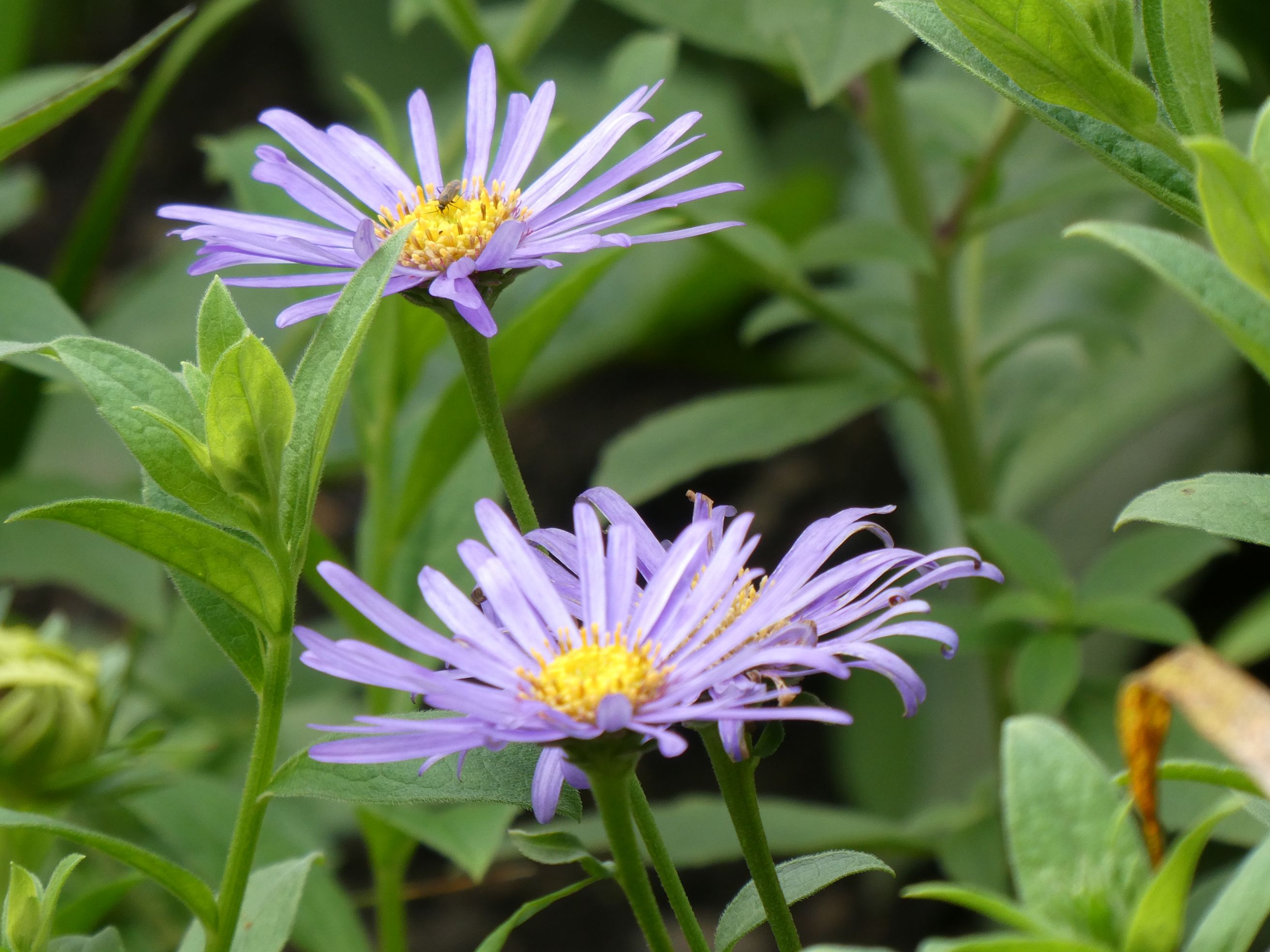 purple daisies with yellow buds in the centre. green foliage around. 