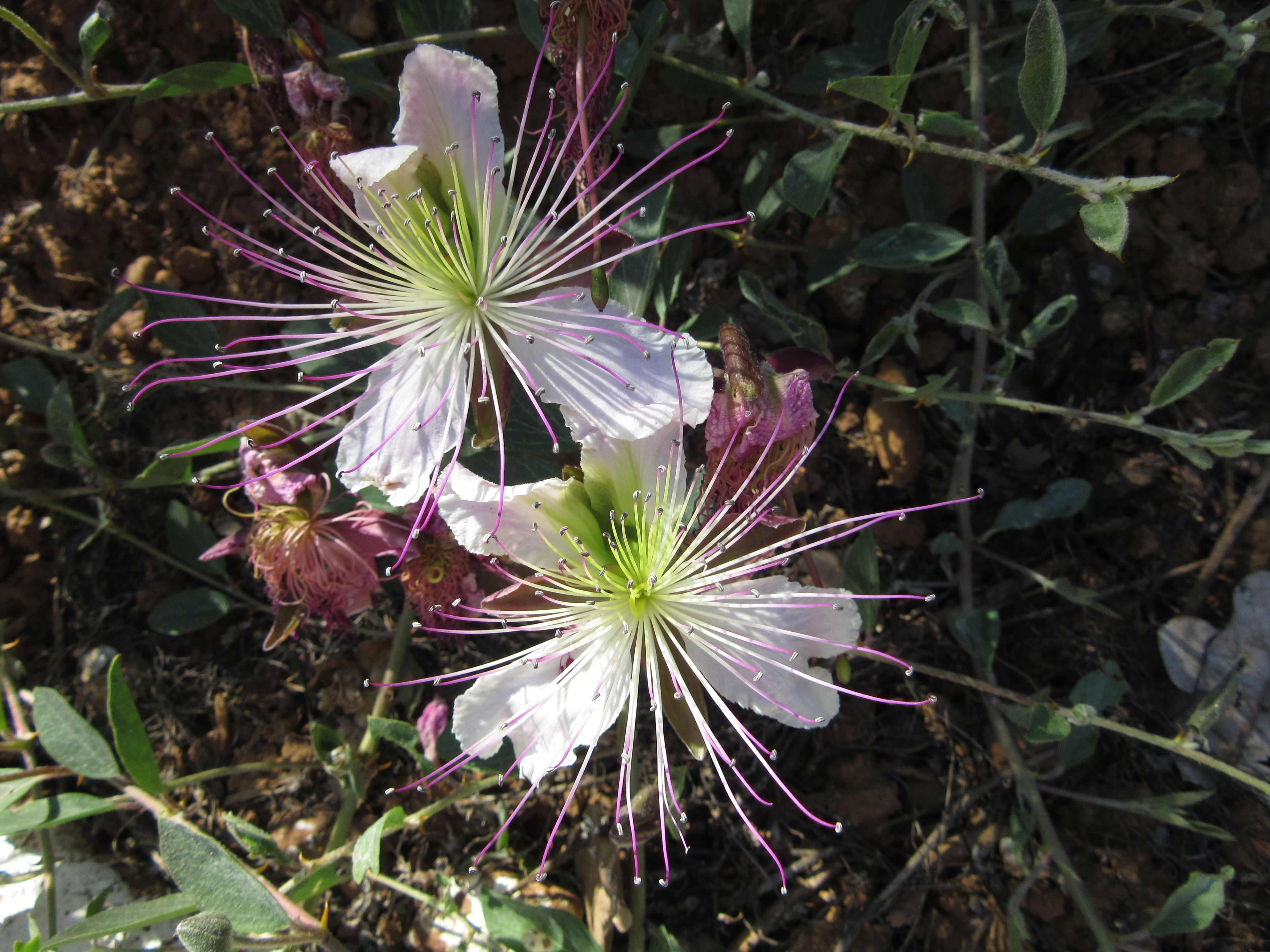 white flowers with long purple and white stick like things coming out of the middle 
