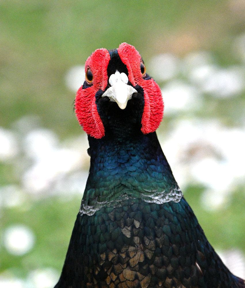 a black pheasant looking directly at the camera, zoomed in on its head. Red sides of the head and a white beak. It looks curious.