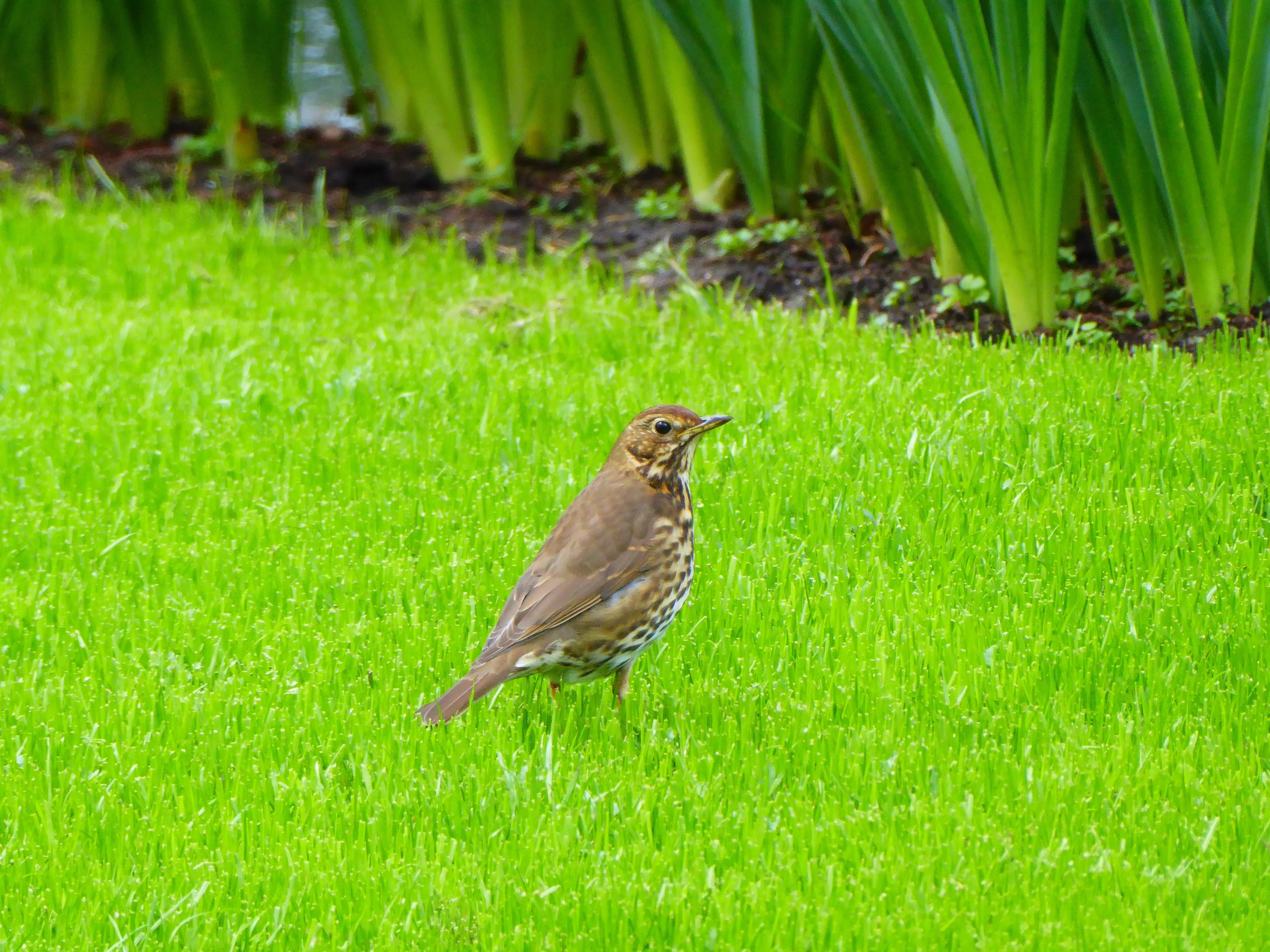 a small brown bird looking upwards on bright lush green grass 