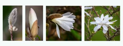 4 photos of a white flower in 4 stages of growth. unfurling