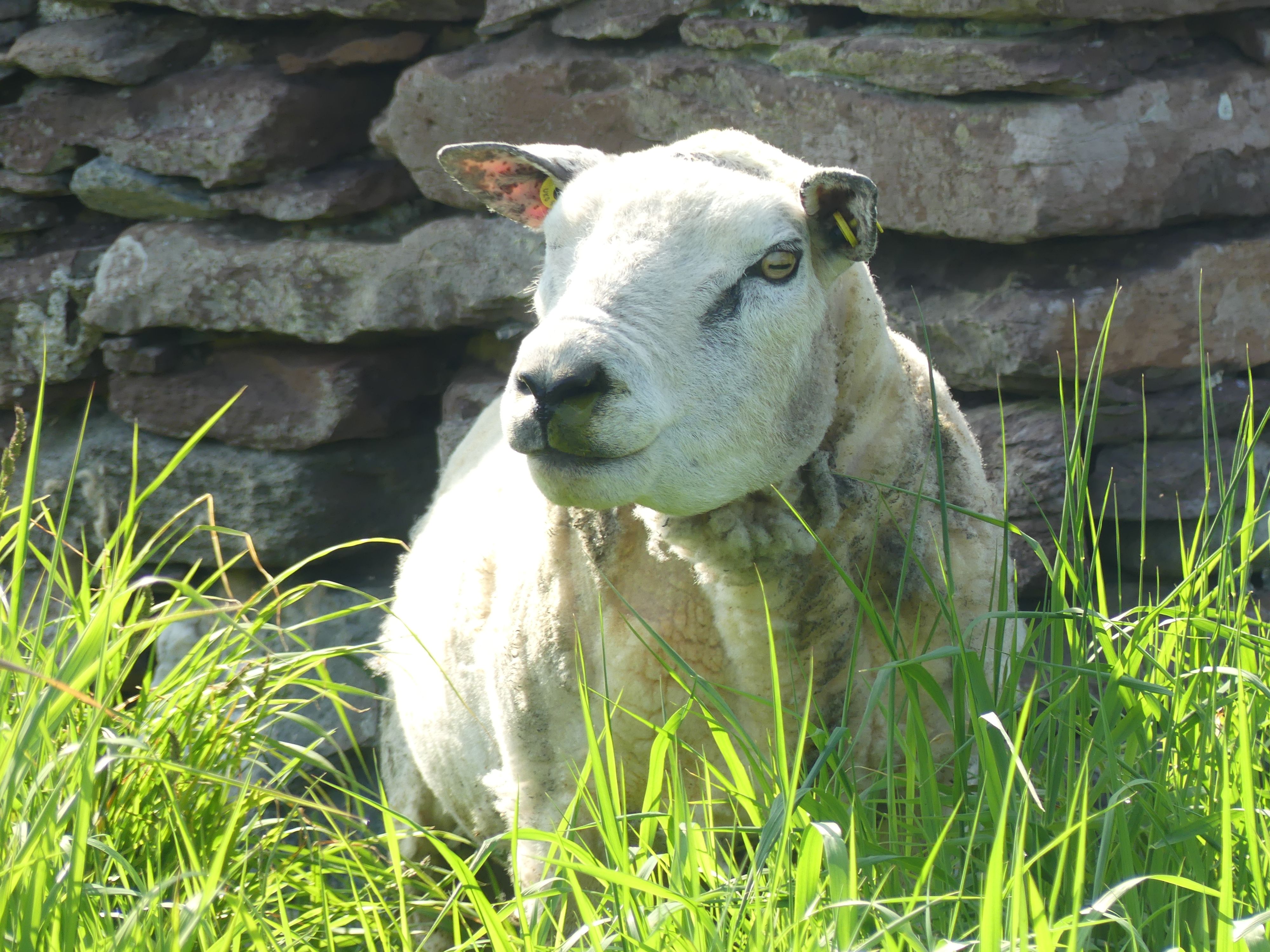 A big white sheep sitting in front of a wall in long green grass 