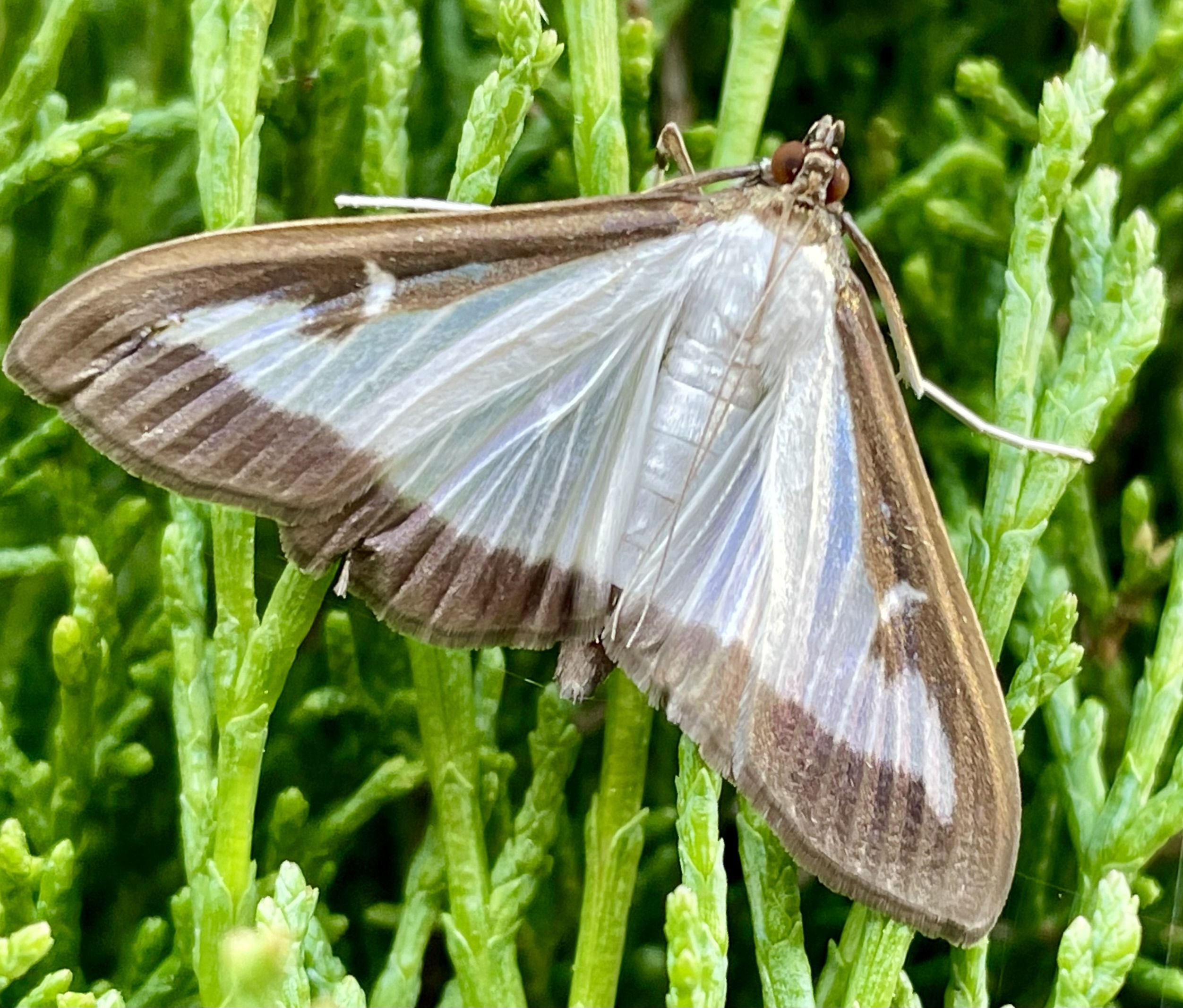 an insect with open wings, which are transparent