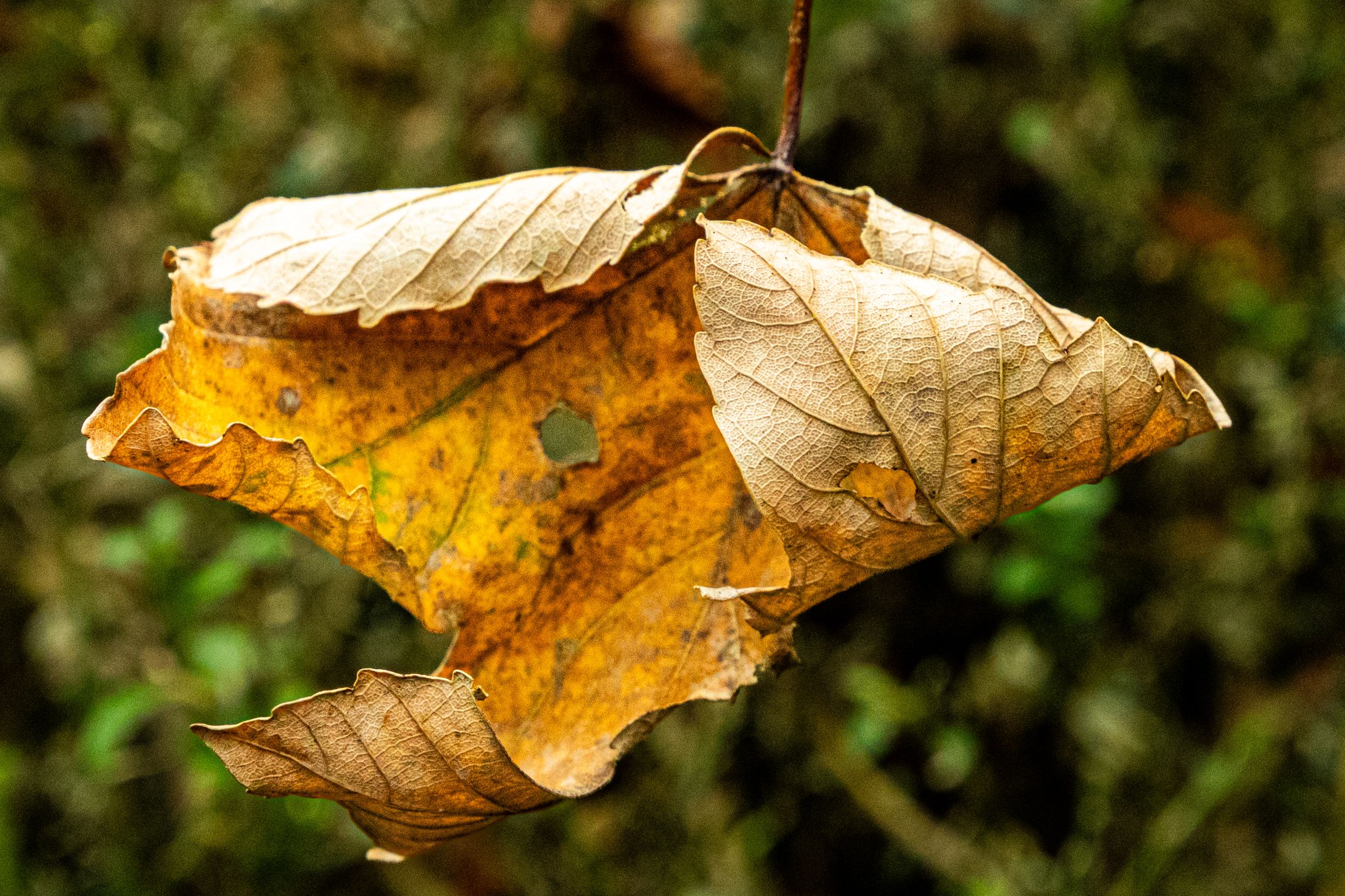 a curled up brown yellow leaf