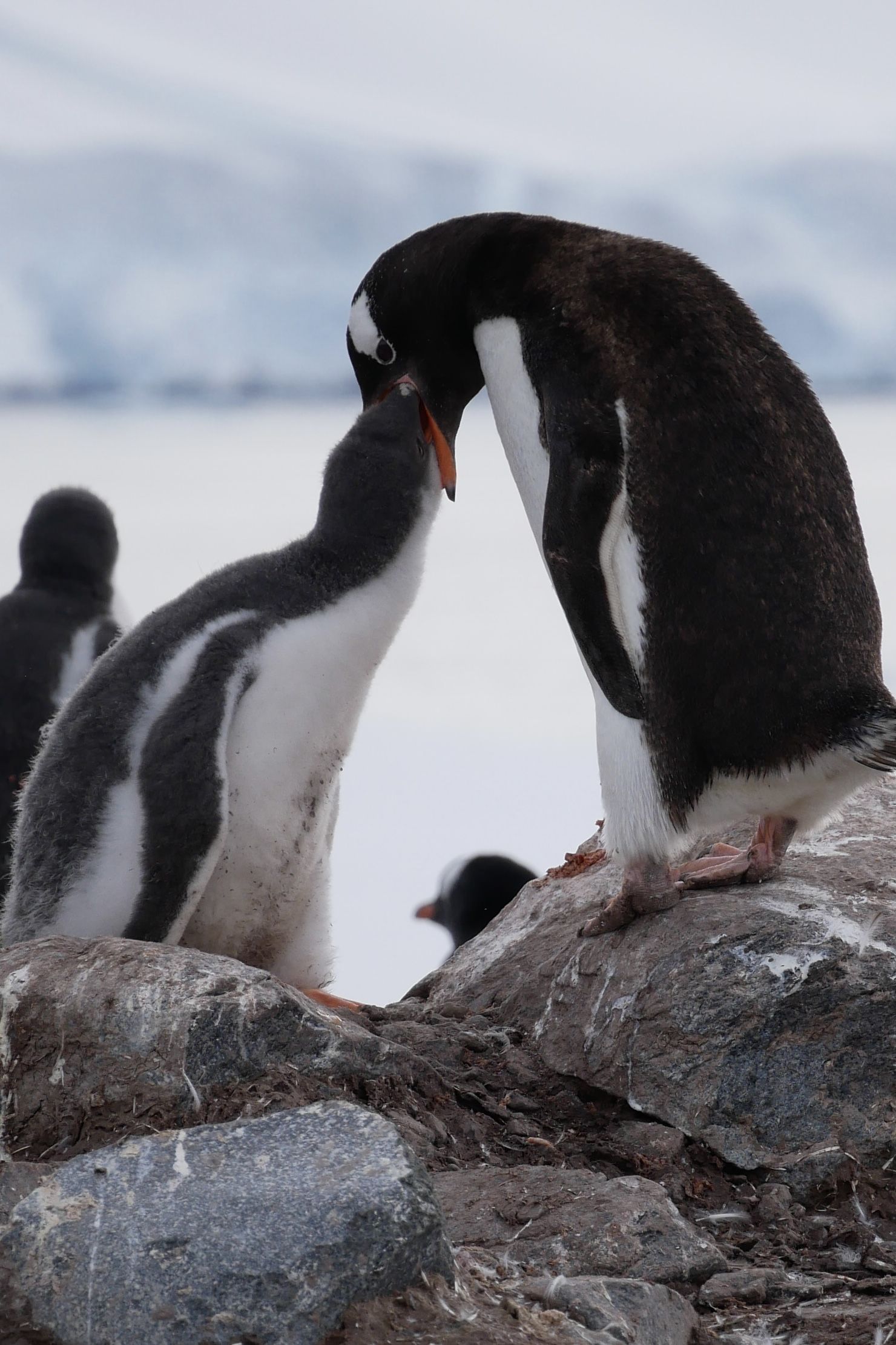 two penguins, one with its beak over the left hand one's beak!