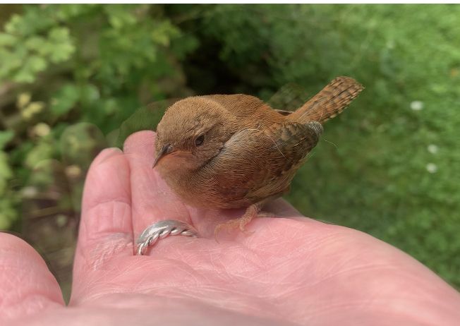a tiny brown bird on someone's outsrtetched hand, with a tiny pointy beak