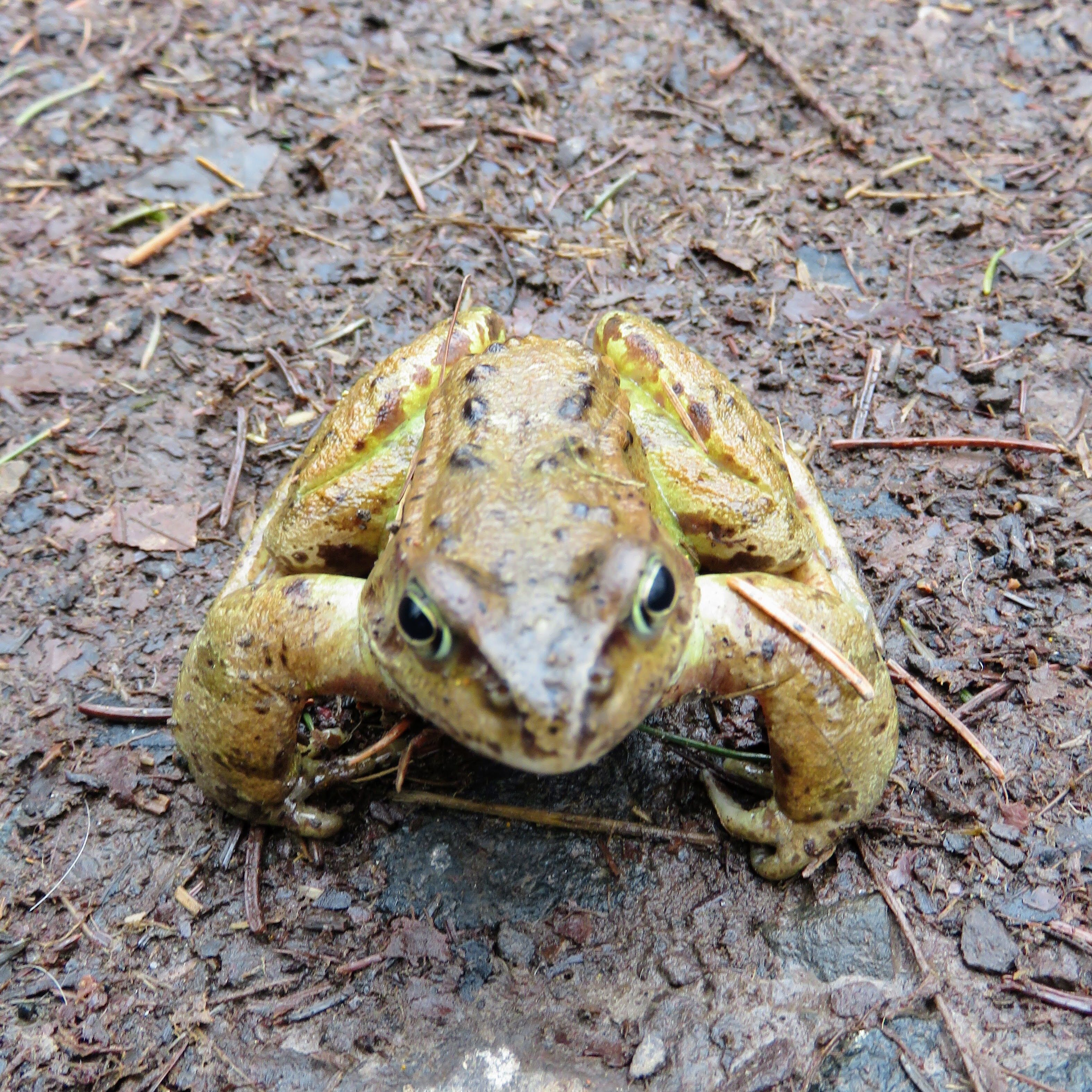 a green and brown frog on wet muddy ground