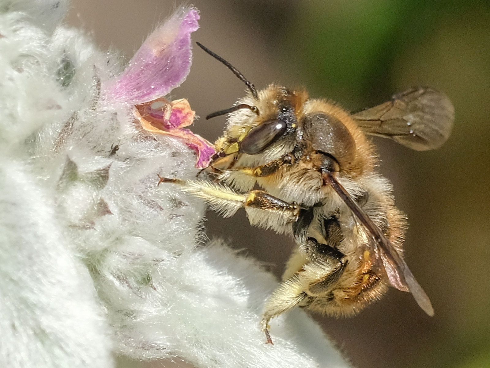 small bee on a flower