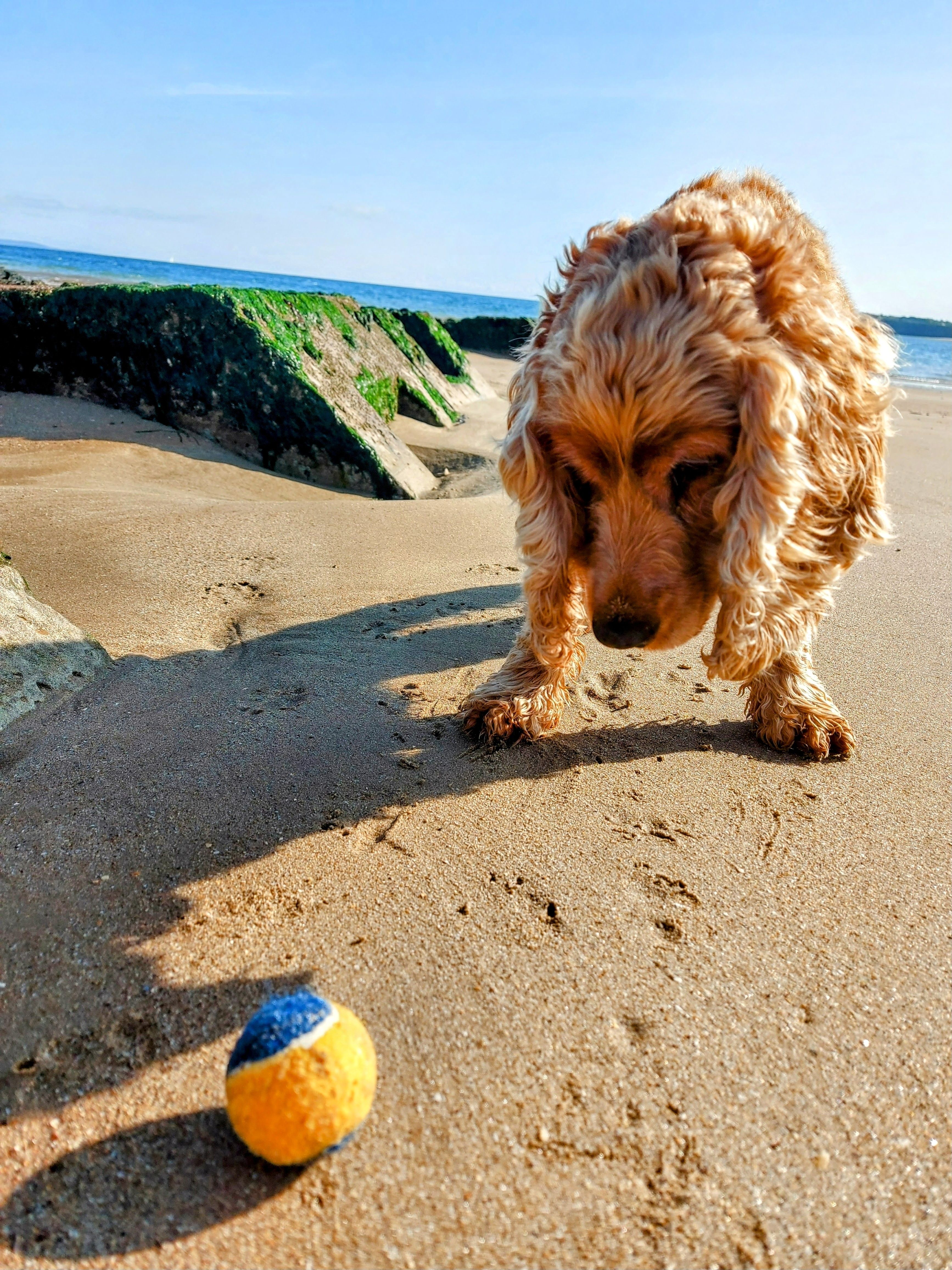 a dog on a beach, looking down at a tennis ball on the sand