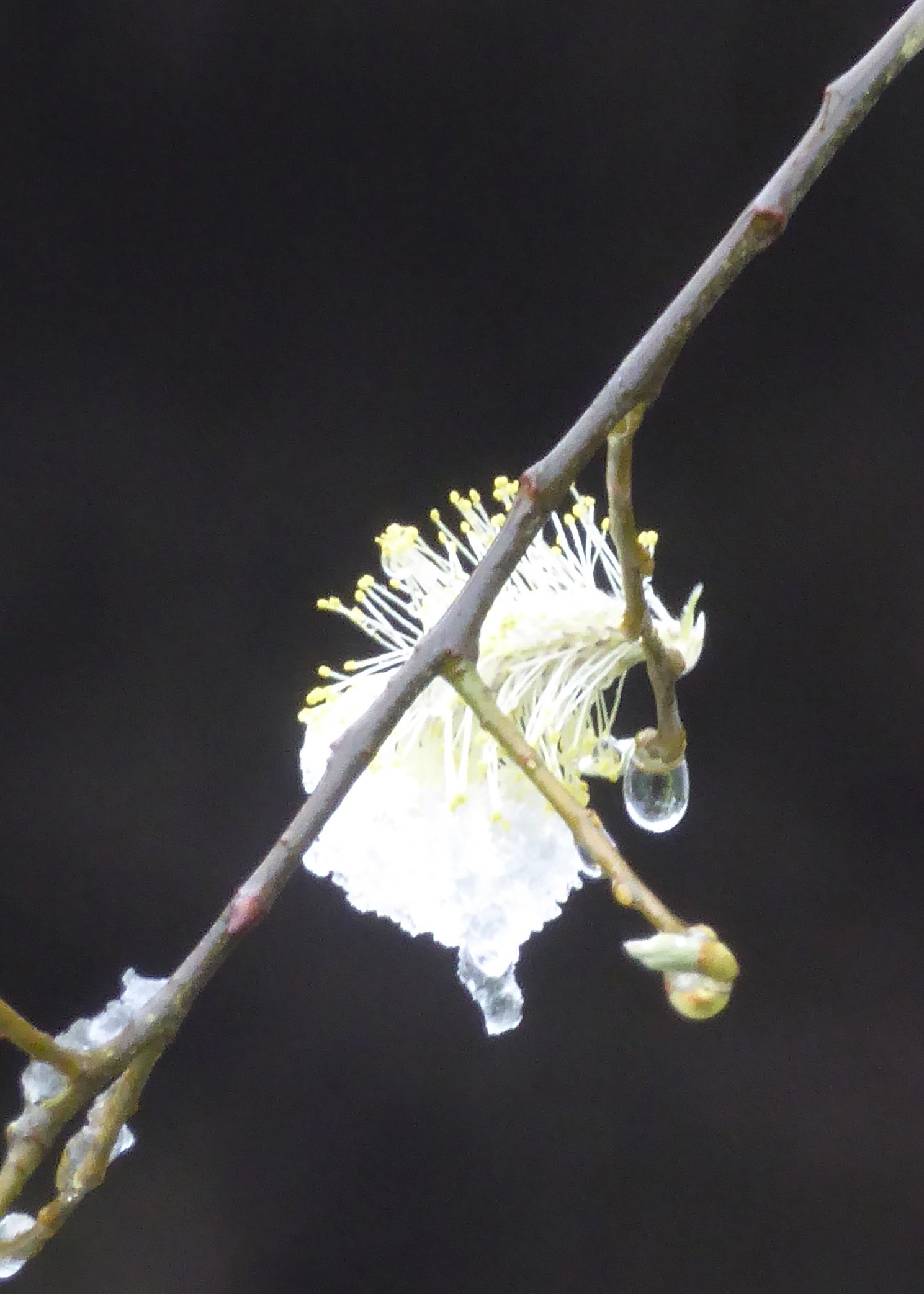 a stick with yellow flower on it, and snow 