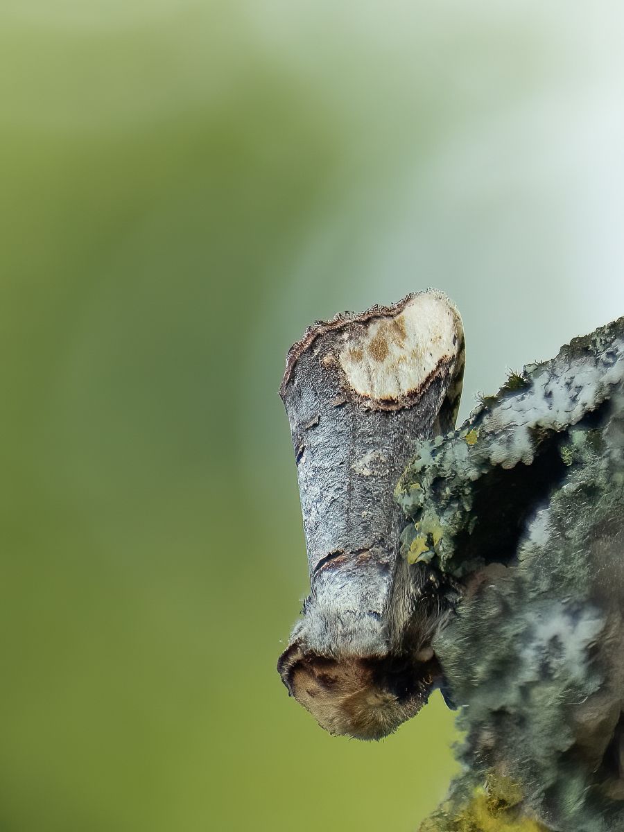 a small insect which looks like the bark of a tree branch