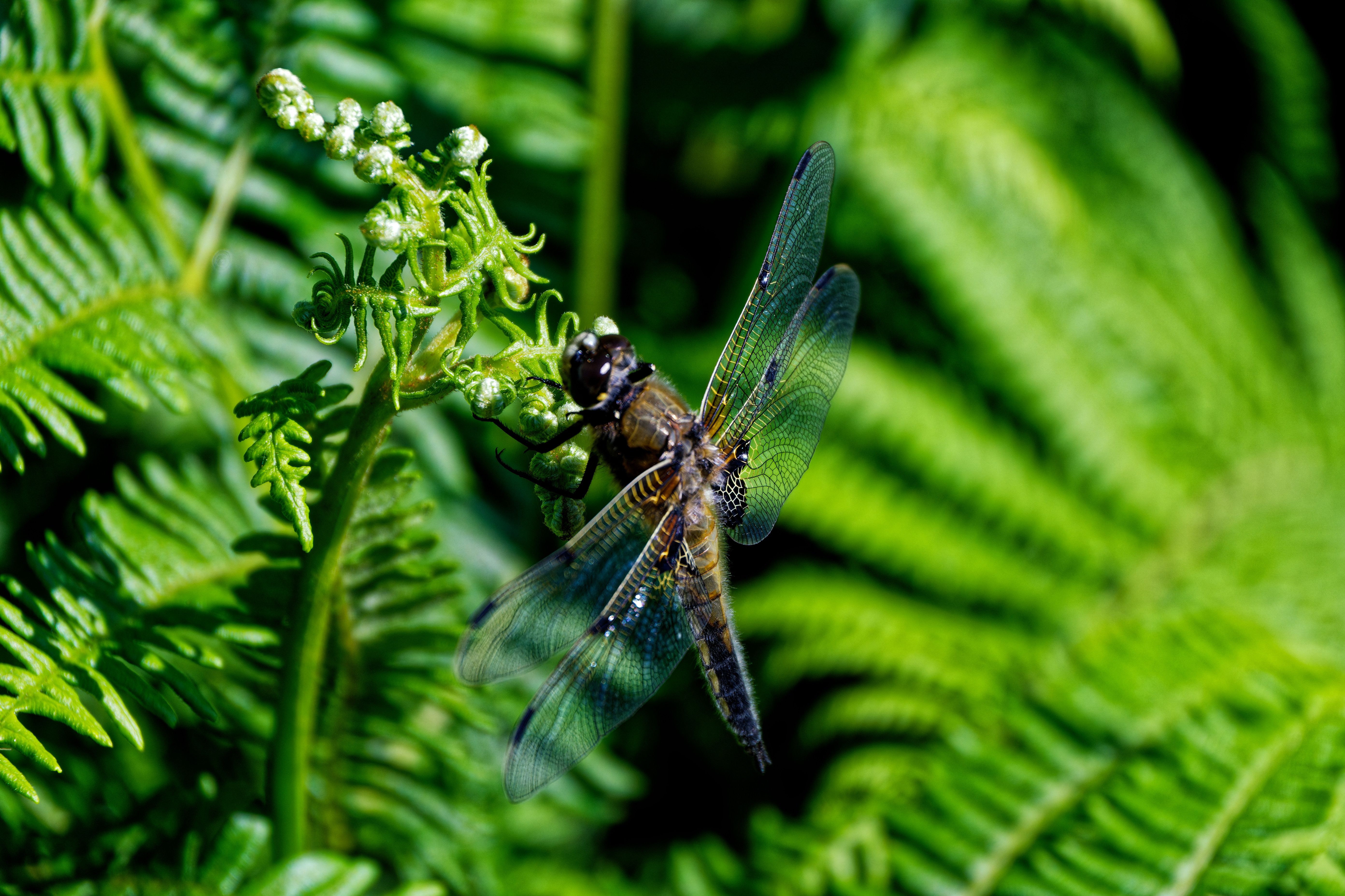 an insect with four clear wings on a green stem with buds at the top