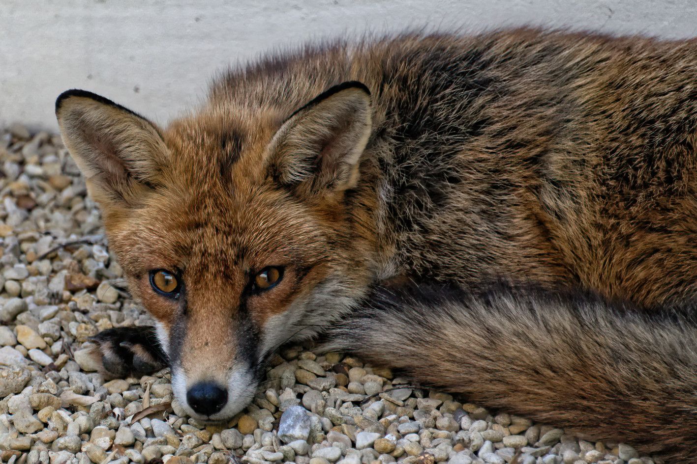 a small red/ brown fox curled up on gravel, with its tail curled round it. Long snout. 