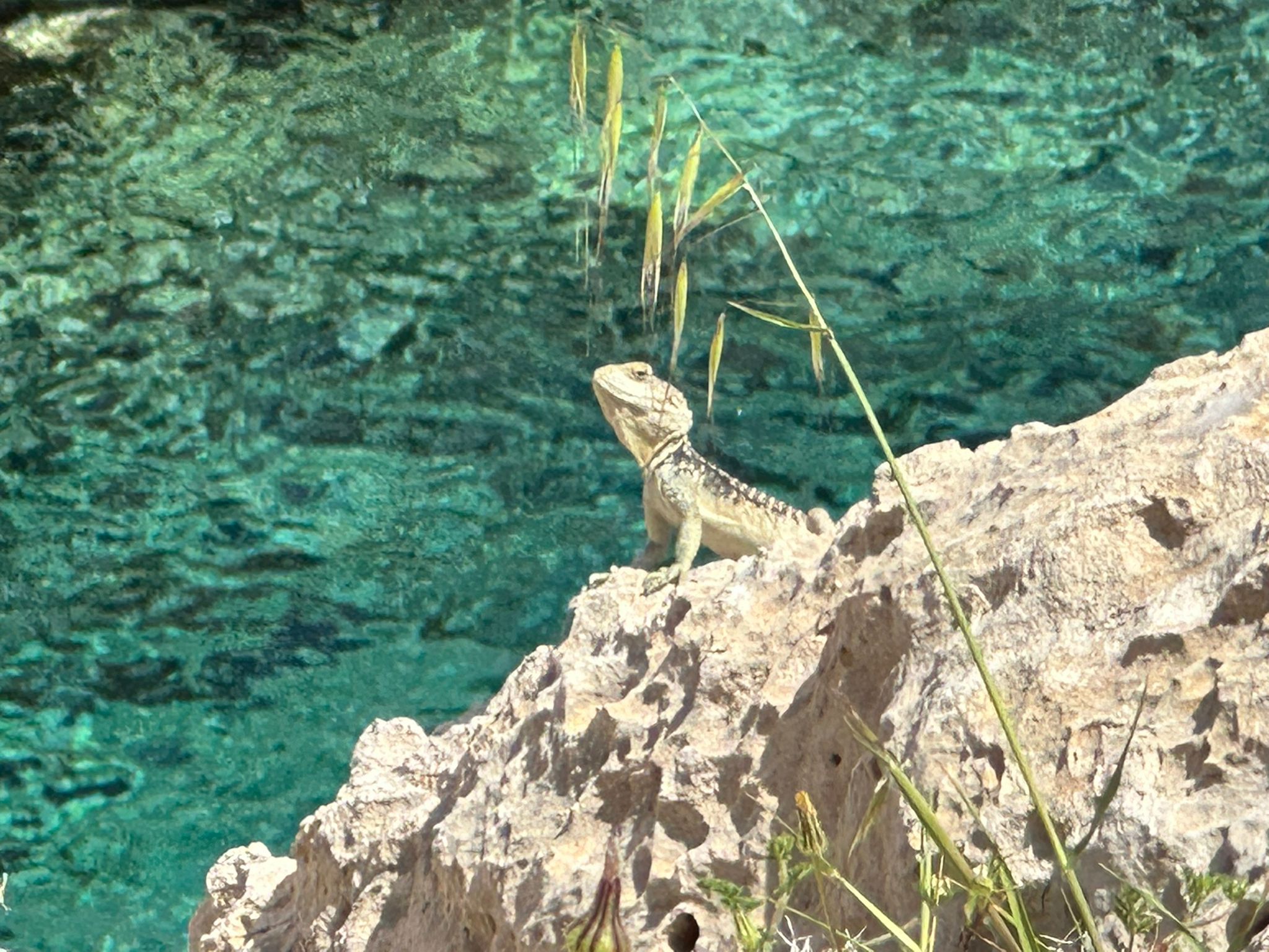 a small gecko on a rock in the sun, clear sea in the background