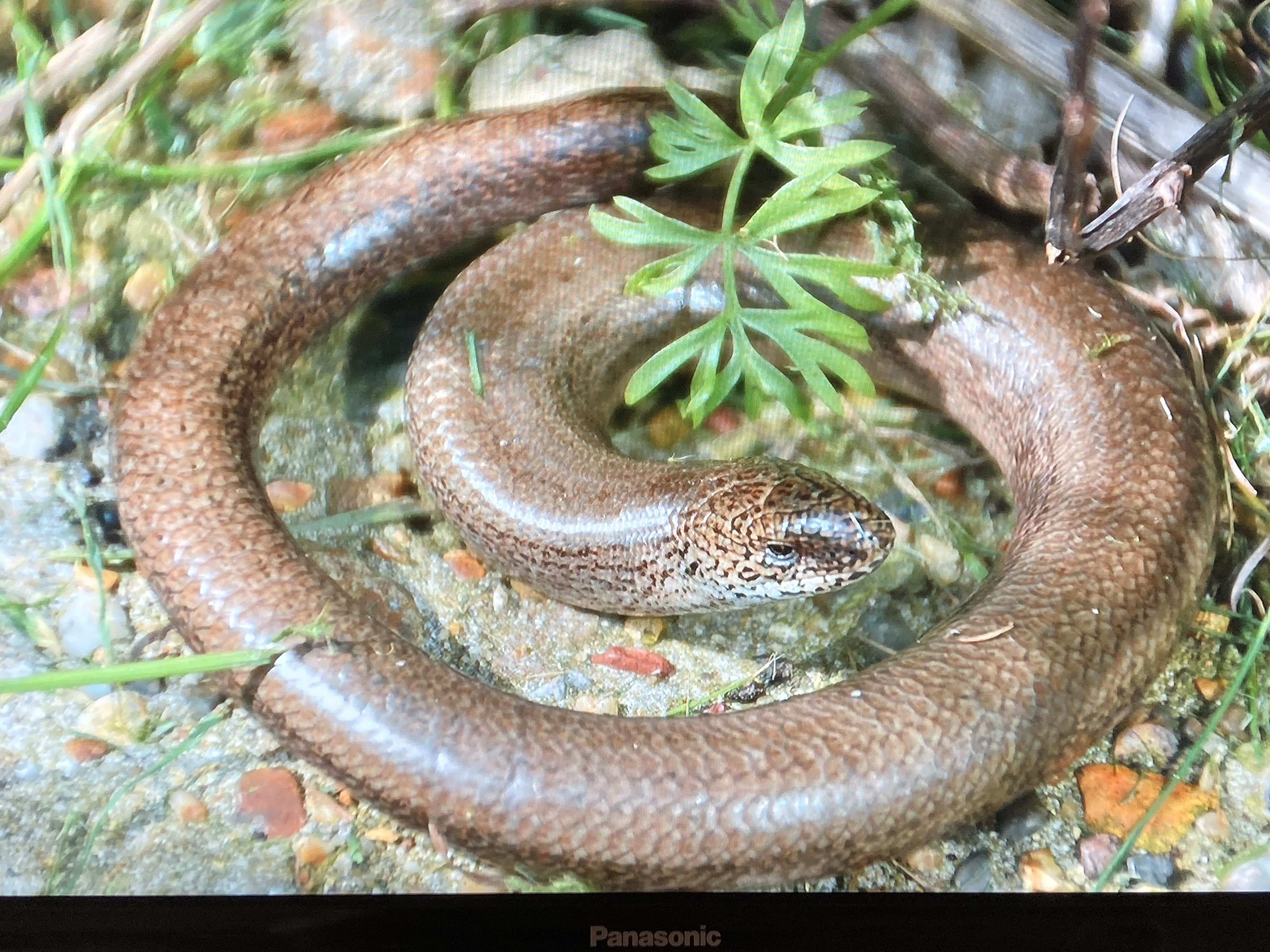 a thick brown/ orange worm in a swirl on the ground