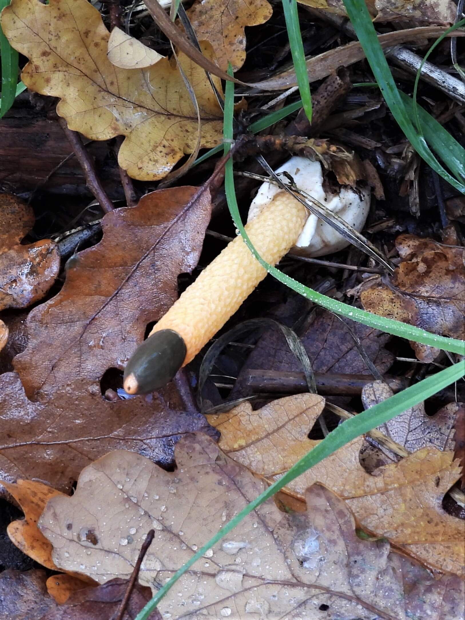A long thin orange fungus 
