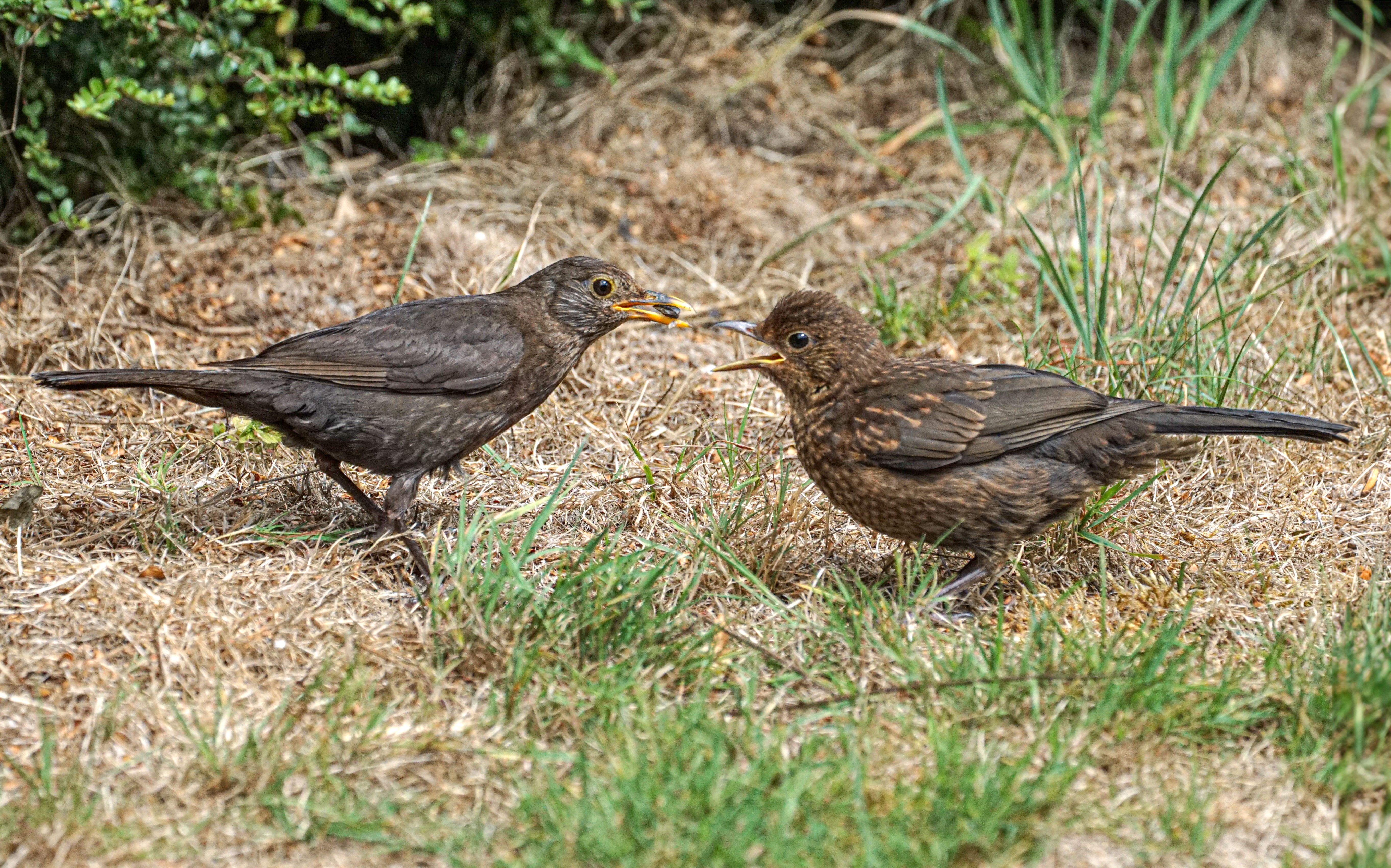 two blackbirds on dry grass looking at each other 