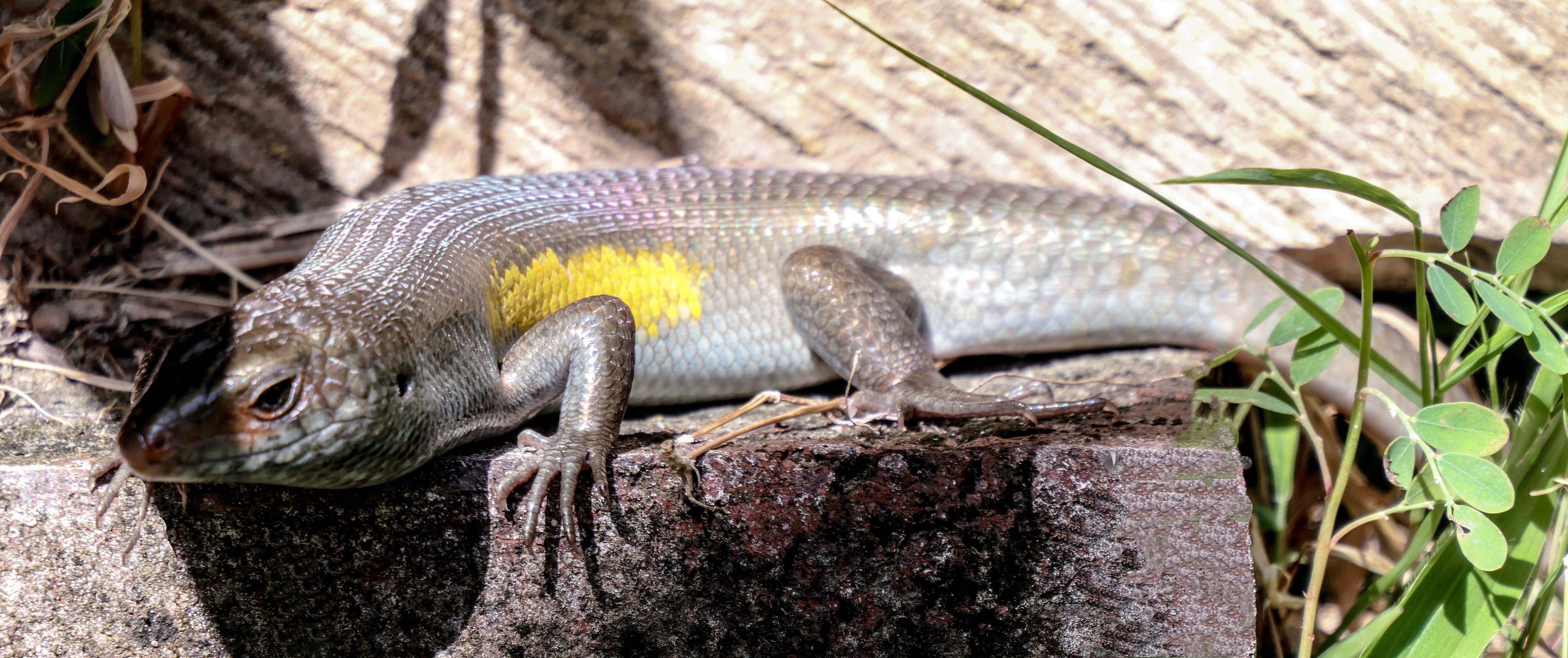 a grey lizard on a rock, with a yellow spot behind its front leg