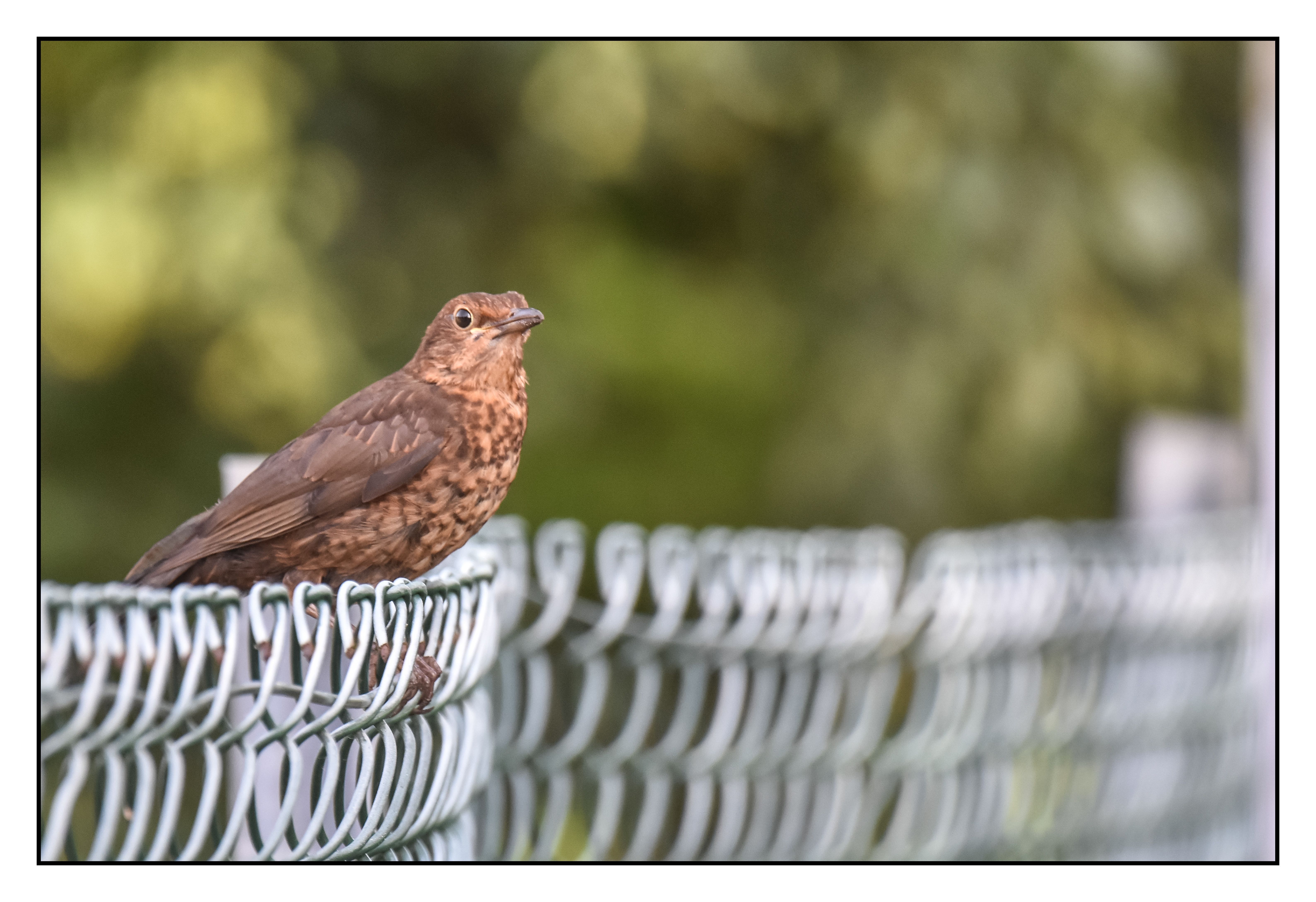 small brow bird on metal fence looking to the right 