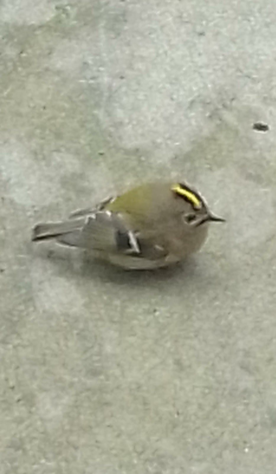 a small grey bird with a black beak and yellow line on its head. on concrete ground. 