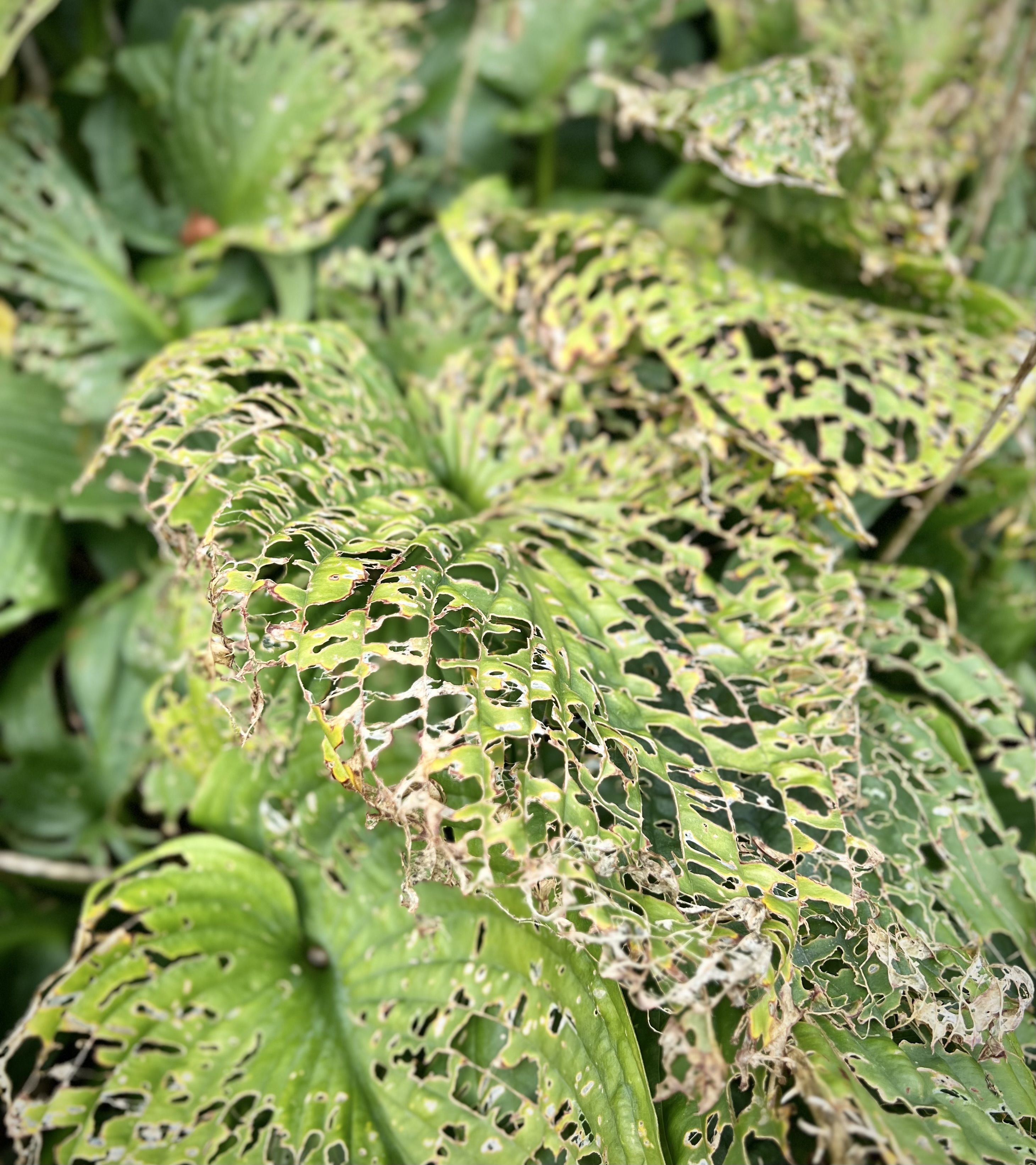leaves which are almost disintegrated due to snails eating them 