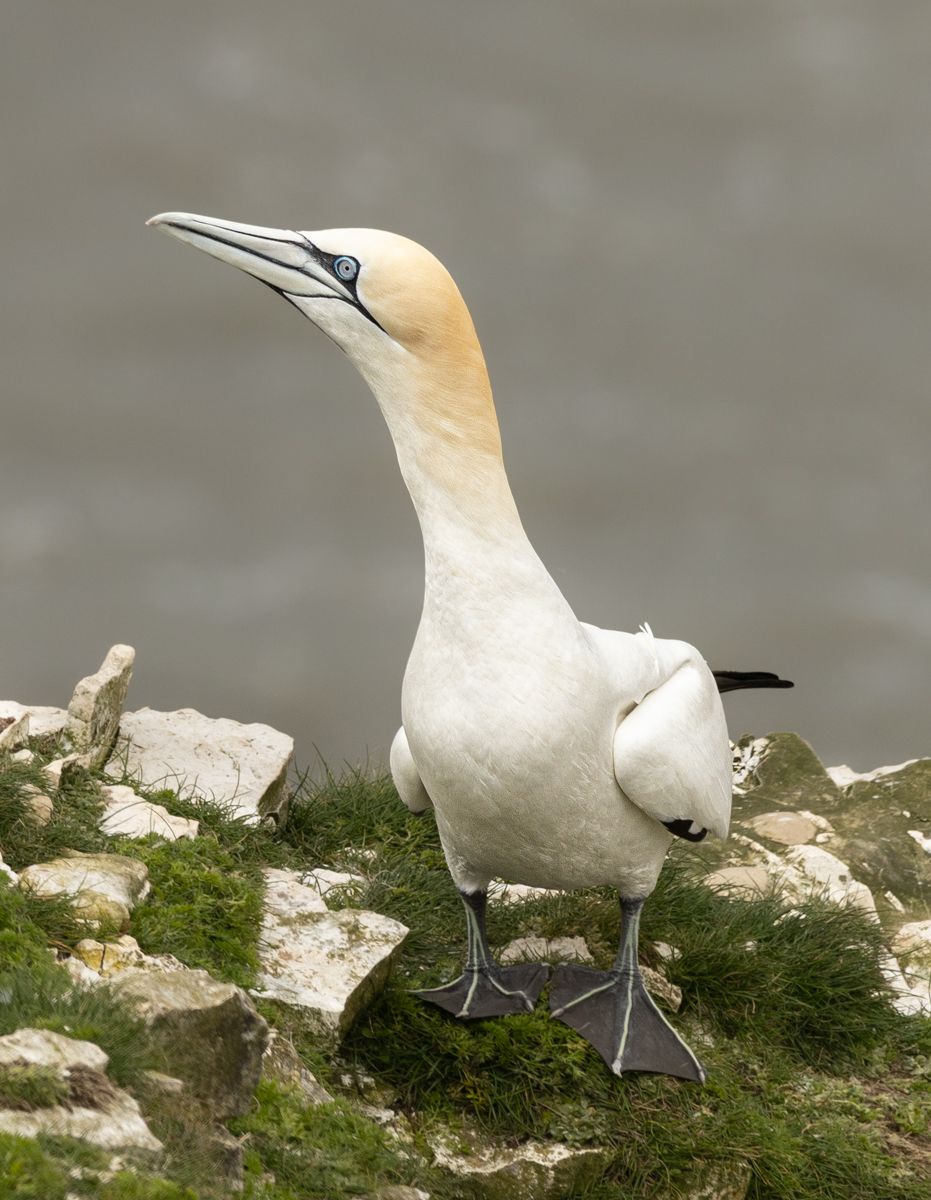 a big white bird with its beak in the air. on a rocky area with grass. 