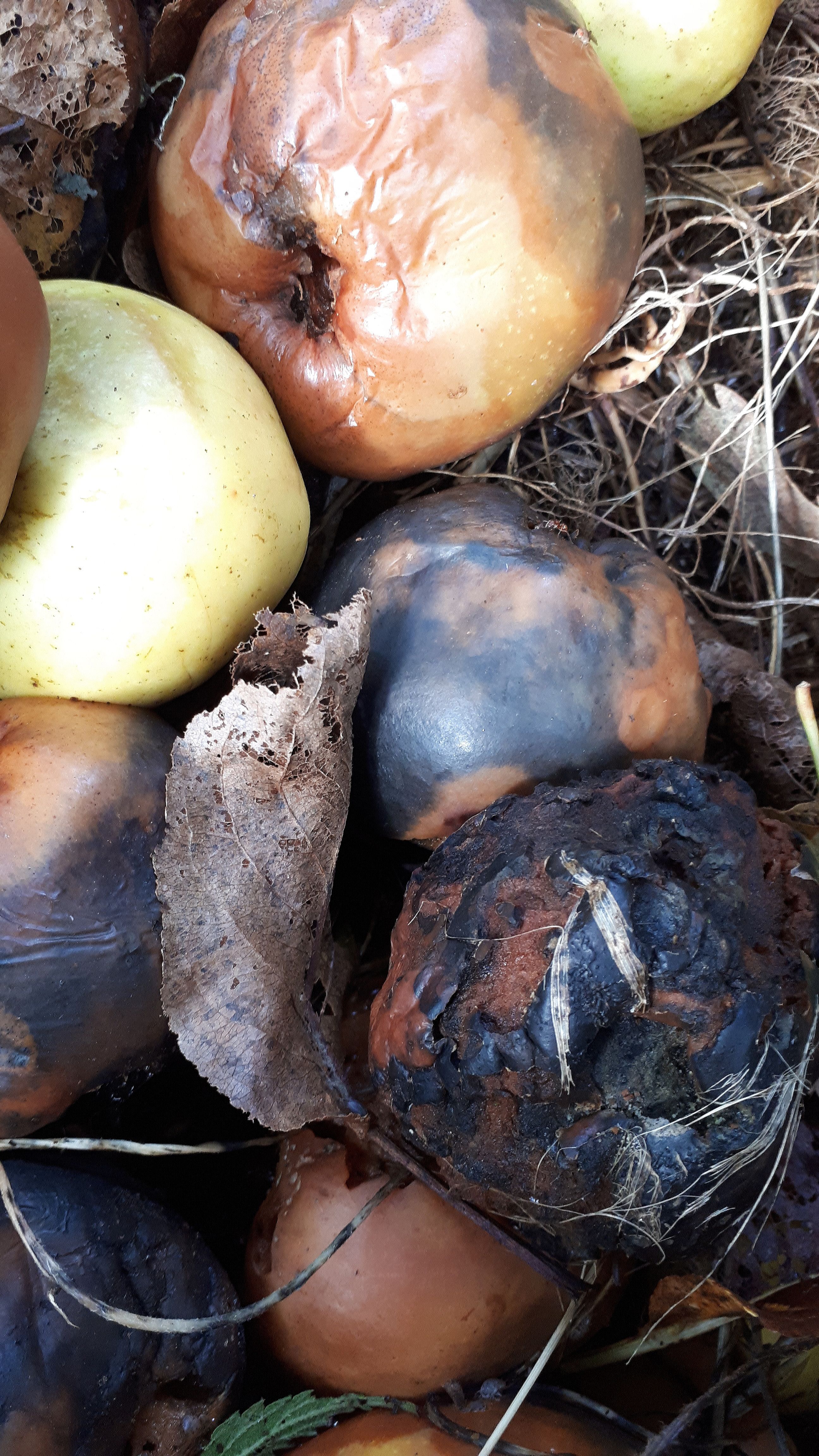rotting brown black and green apples in a pile. zoomed in photo 