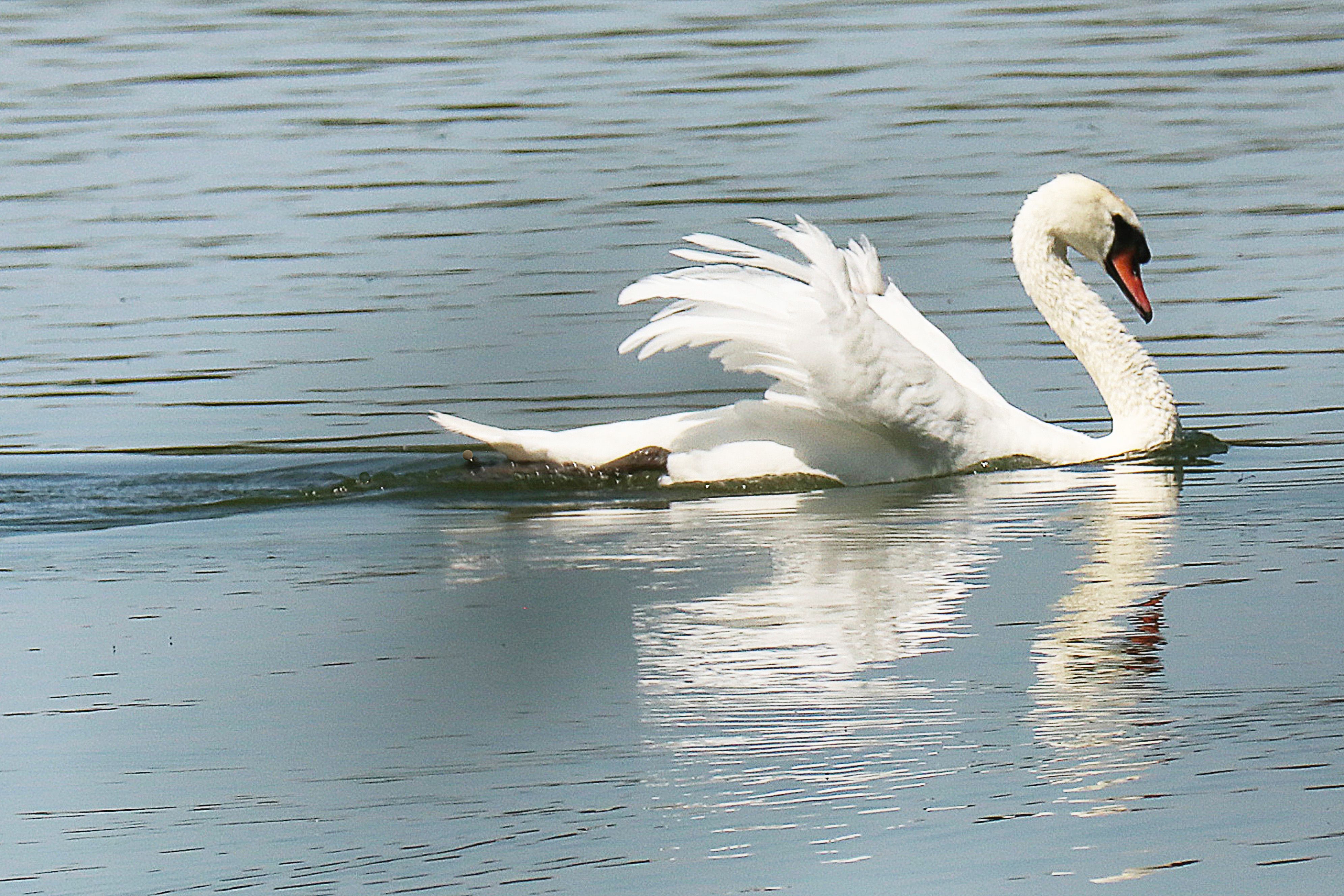 a large swan gliding through the water