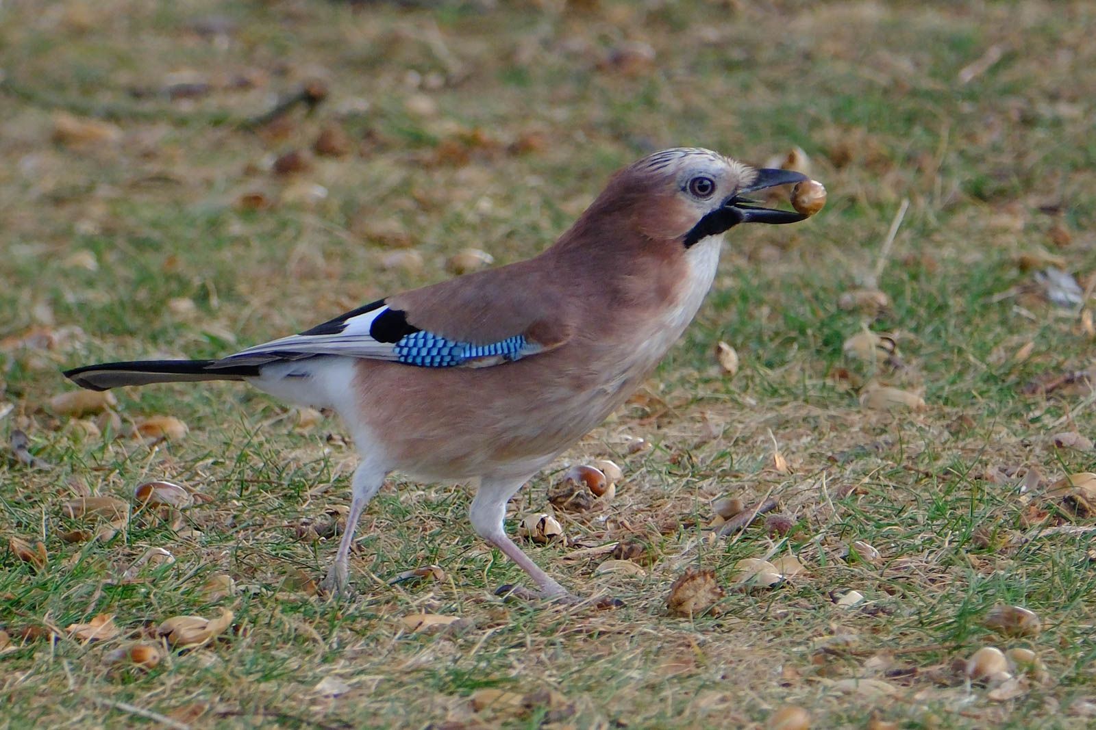 Brown bird with small acorn in its mouth 