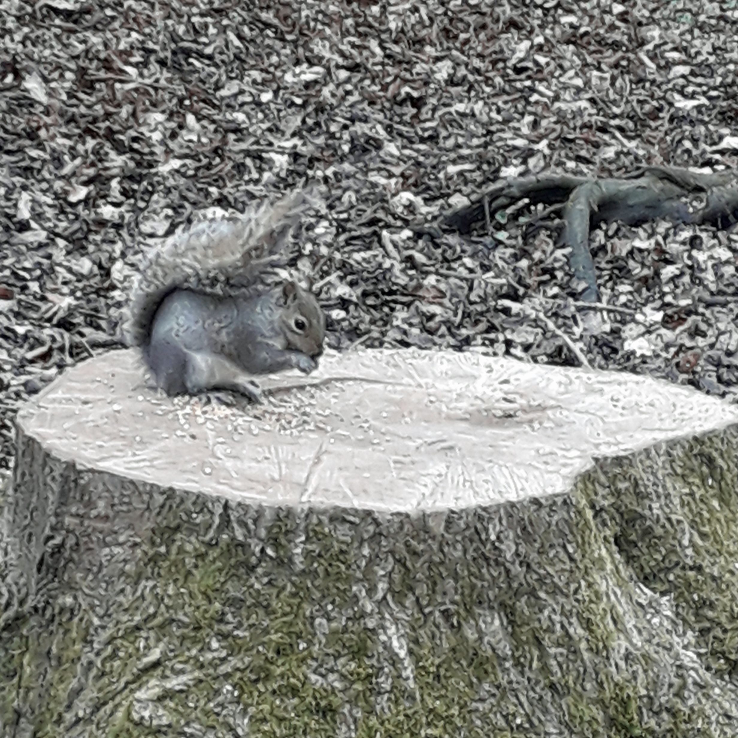 A small grey squirrel eating food and sitting on a tree stump