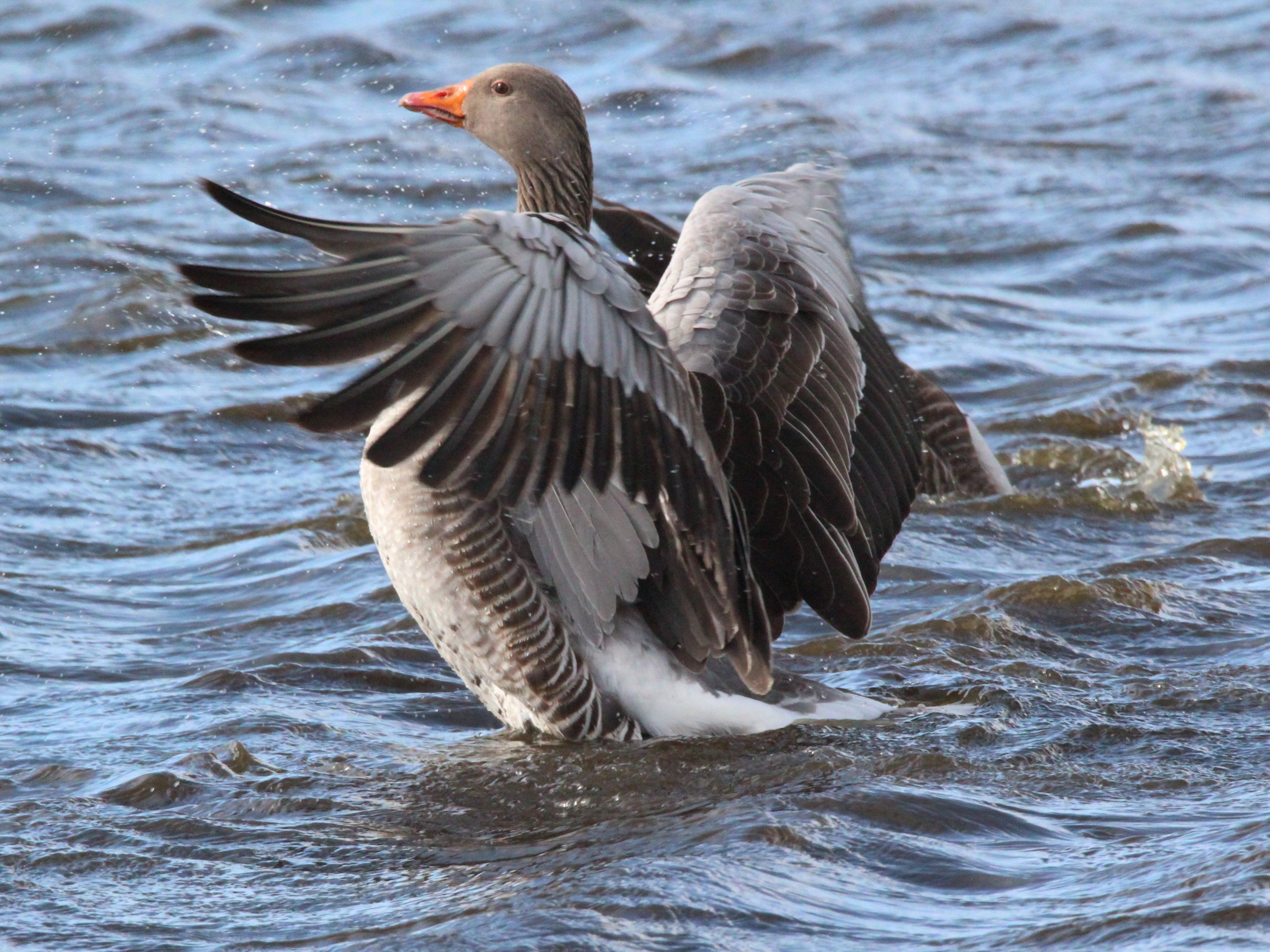 a grey bird with an orange beak with its wings spread out, and an orange beak