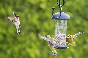 Bird Watch - an update 2