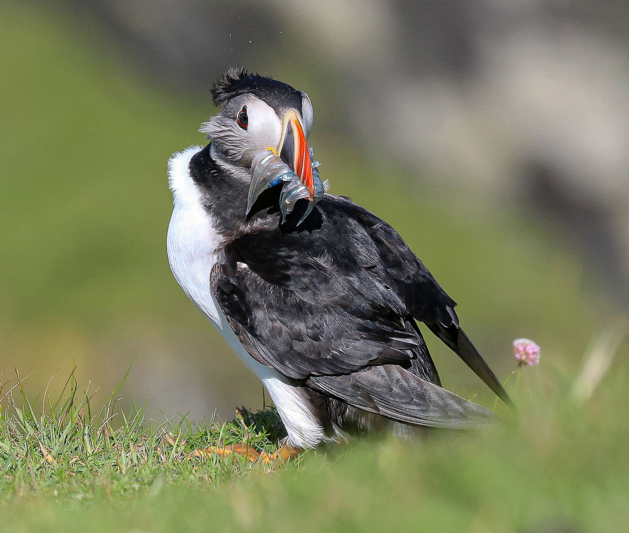 a black and white puffin looking backwards with a red beak 